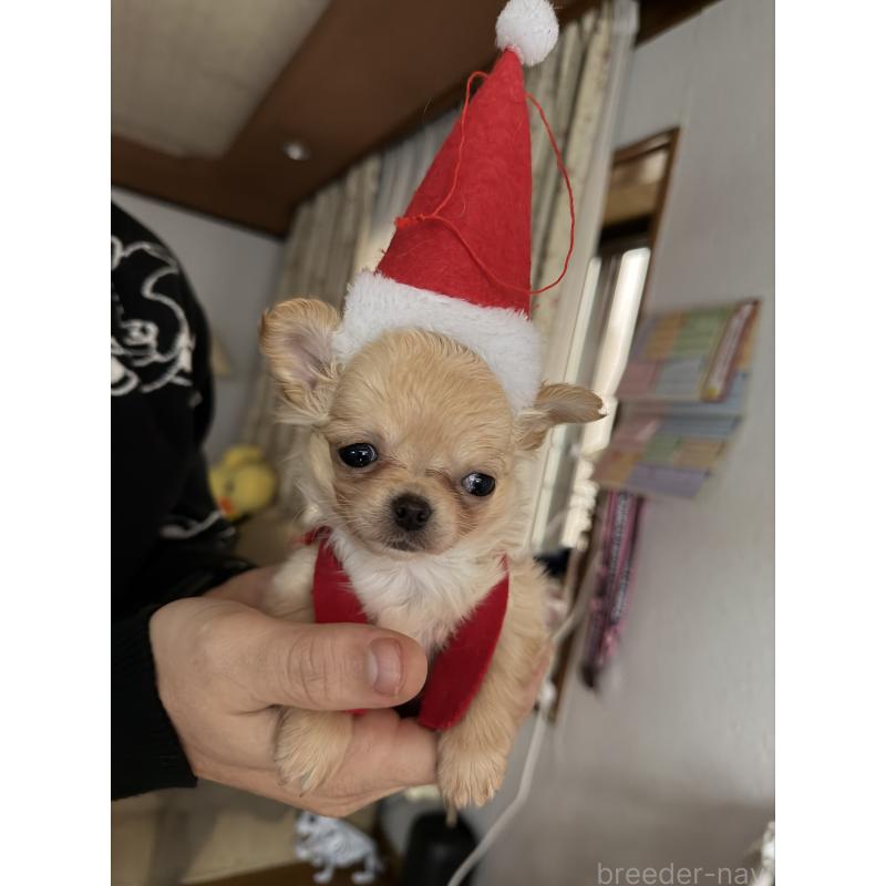 販売中の青森県のチワワ(ロングコート)-434778の3枚目