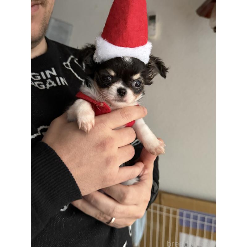 販売中の青森県のチワワ(ロングコート)-435794の2枚目