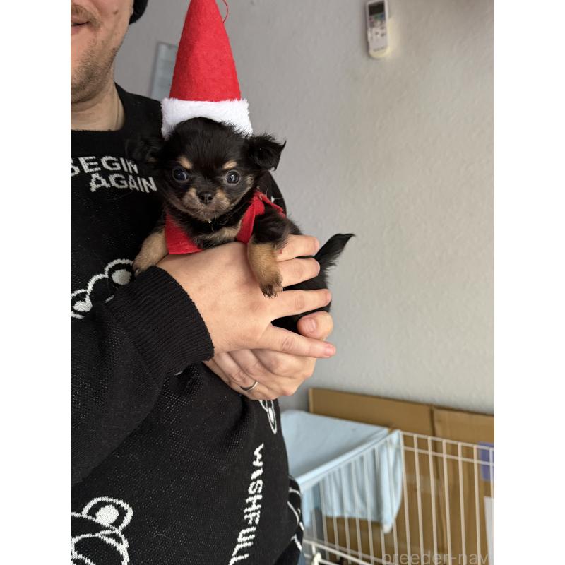 販売中の青森県のチワワ(ロングコート)-435796の2枚目