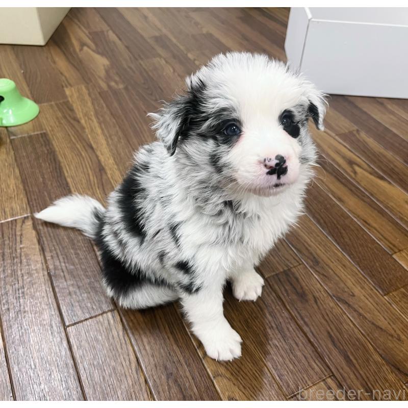 成約済の東京都のボーダーコリー-434185の8枚目