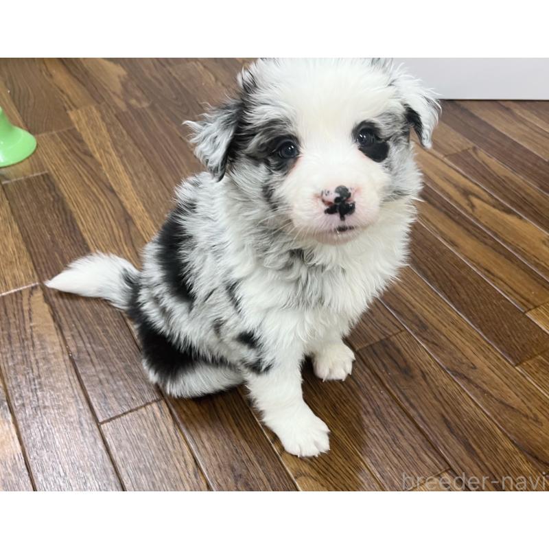 成約済の東京都のボーダーコリー-434185の7枚目