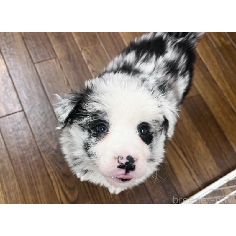 成約済の東京都のボーダーコリー-434185の6枚目