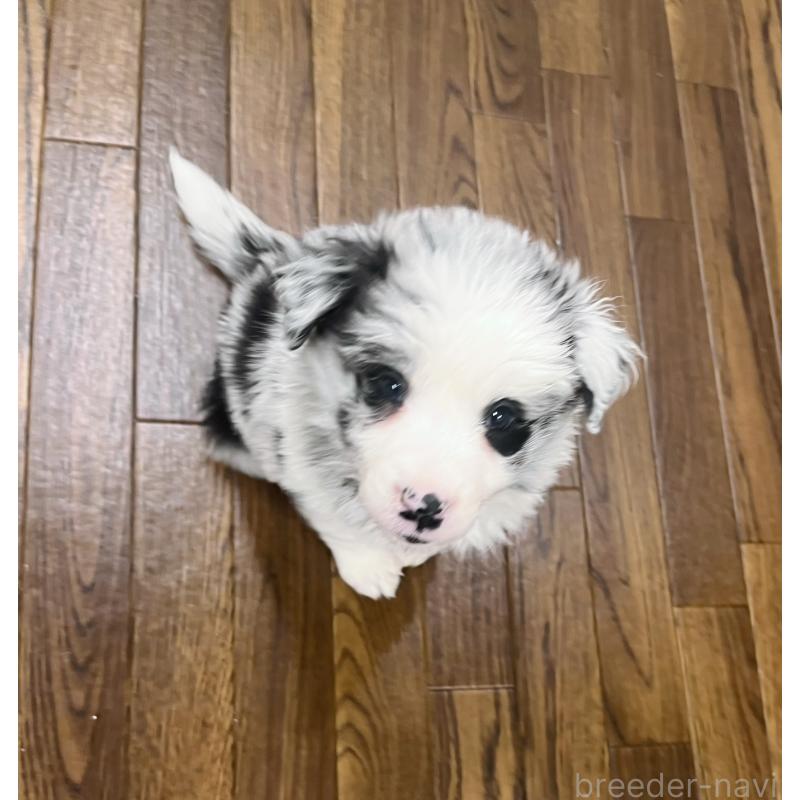 成約済の東京都のボーダーコリー-434185の5枚目