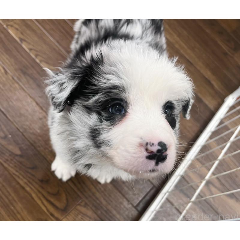 成約済の東京都のボーダーコリー-434185の3枚目