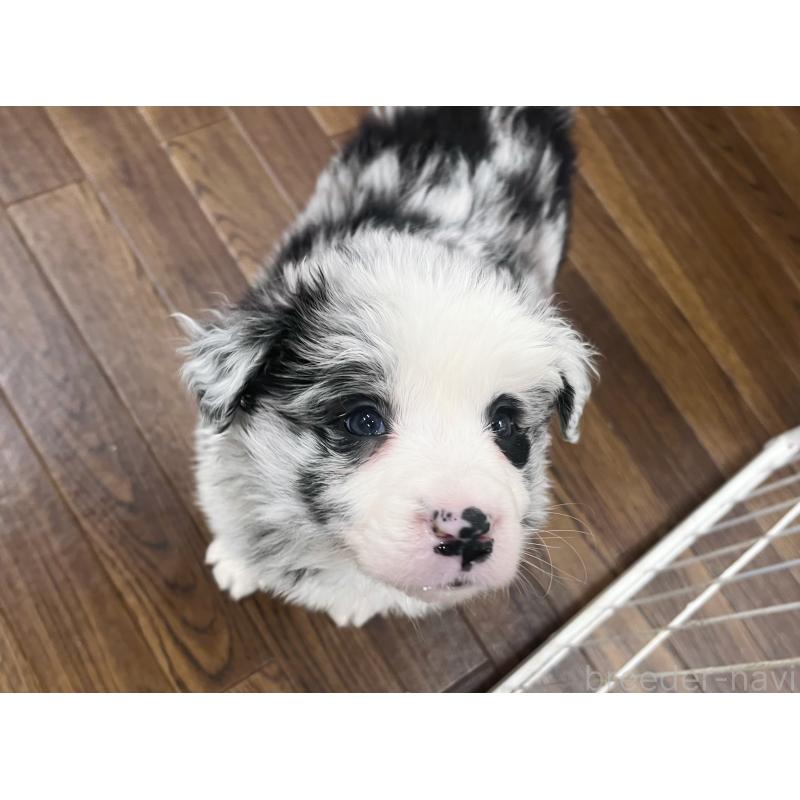 成約済の東京都のボーダーコリー-434185の2枚目