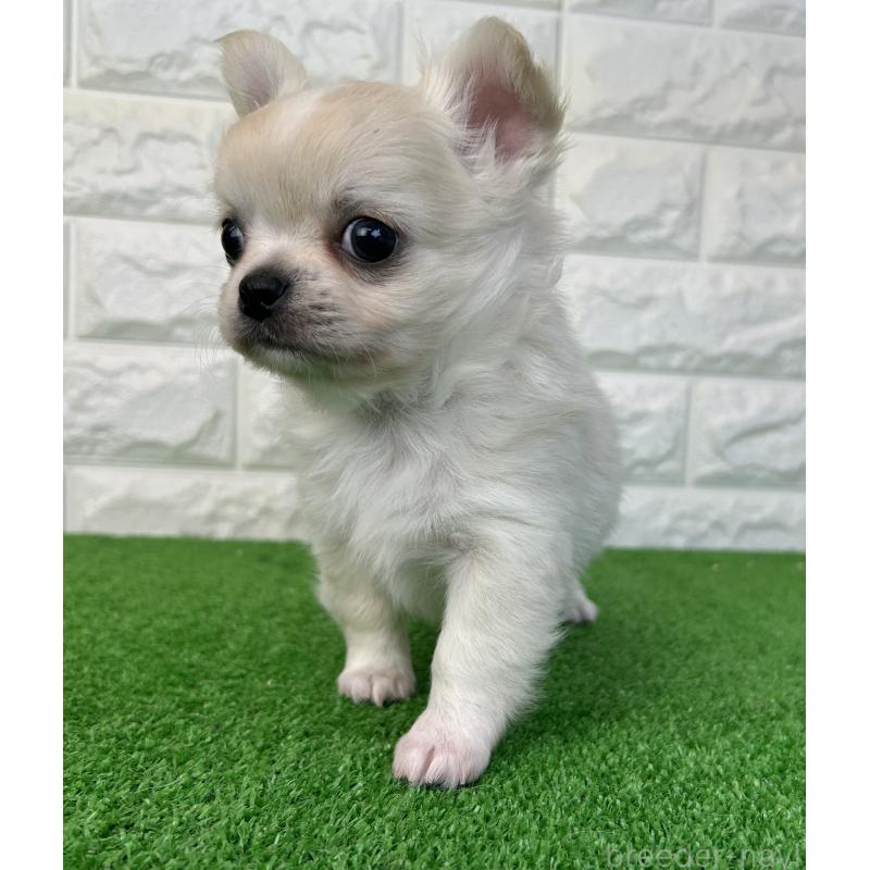 販売中の大阪府のチワワ(ロングコート)-435797の6枚目