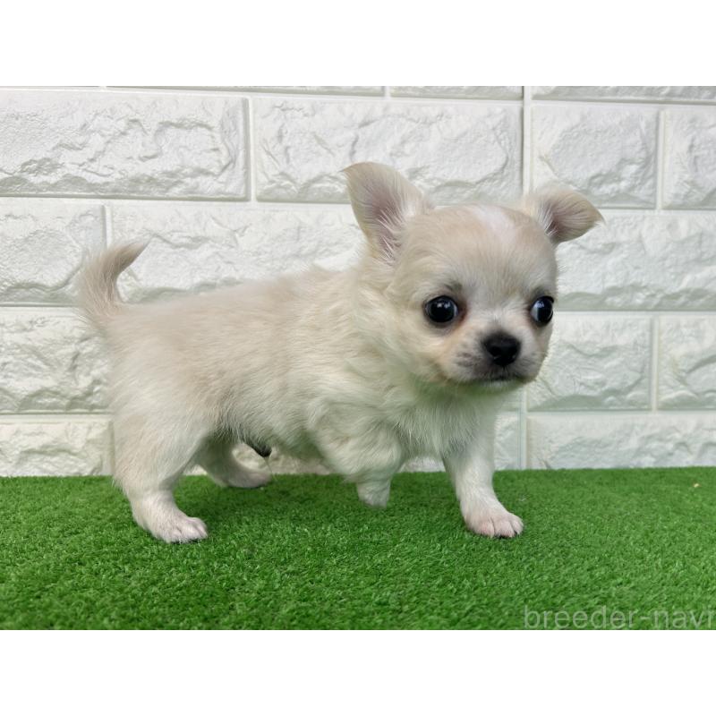 販売中の大阪府のチワワ(ロングコート)-435797の5枚目