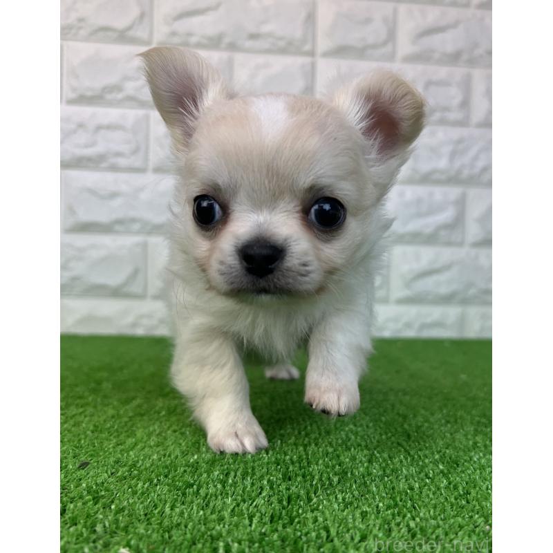 販売中の大阪府のチワワ(ロングコート)-435797の4枚目