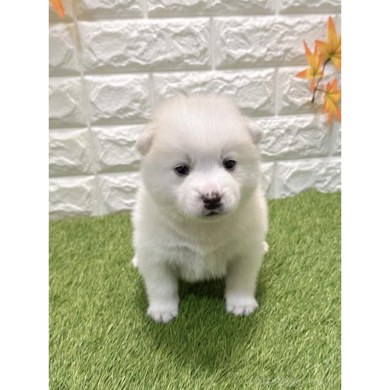 販売中の愛知県のミックス犬-435799