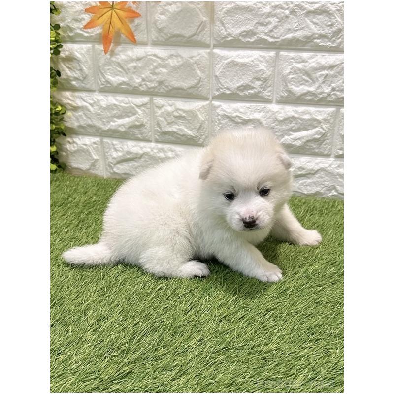 販売中の愛知県のミックス犬-435799の5枚目