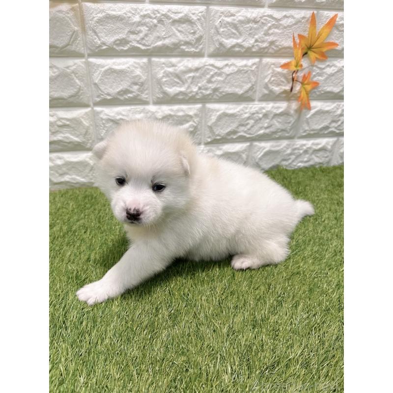 販売中の愛知県のミックス犬-435799の4枚目