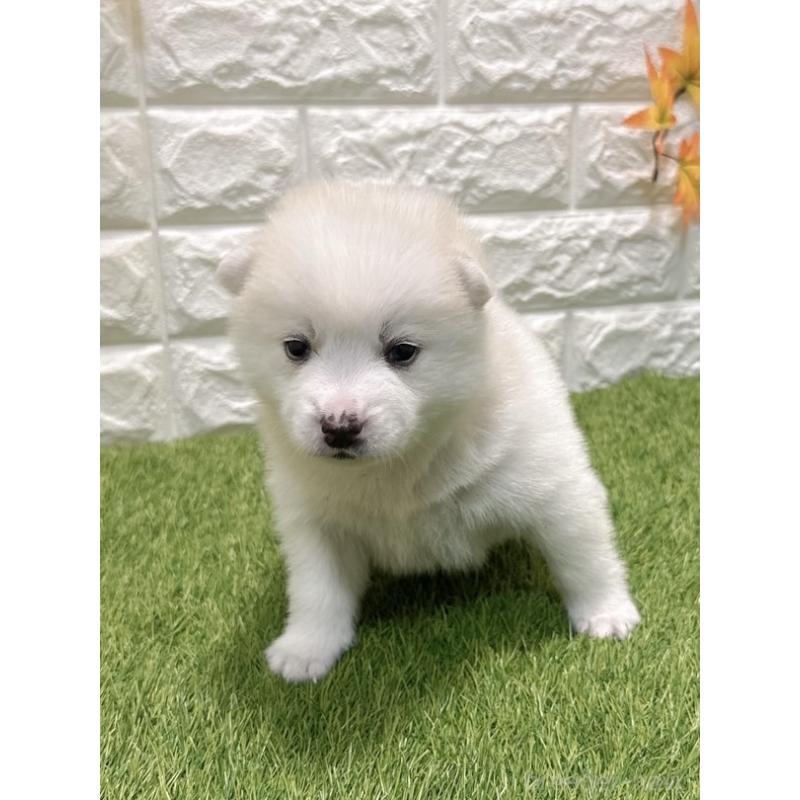 販売中の愛知県のミックス犬-435799の3枚目