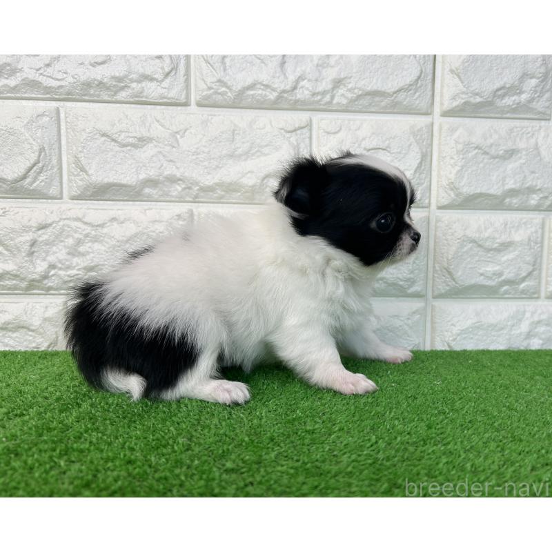 販売中の大阪府のチワワ(ロングコート)-435798の4枚目