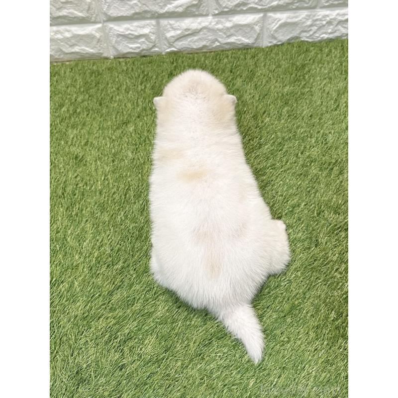 販売中の愛知県のミックス犬-435799の2枚目