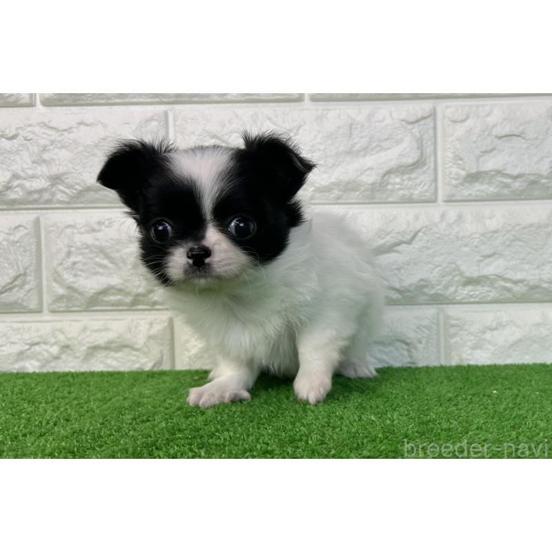 販売中の大阪府のチワワ(ロングコート)-435798の3枚目