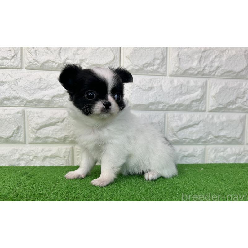 販売中の大阪府のチワワ(ロングコート)-435798の2枚目