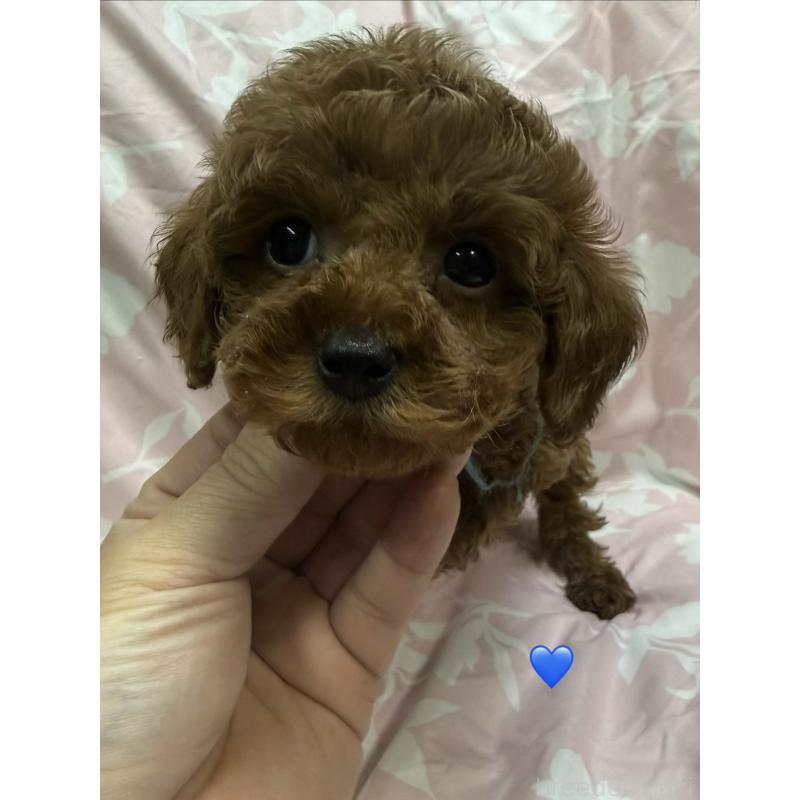 販売中の愛知県のトイプードル-429424の8枚目