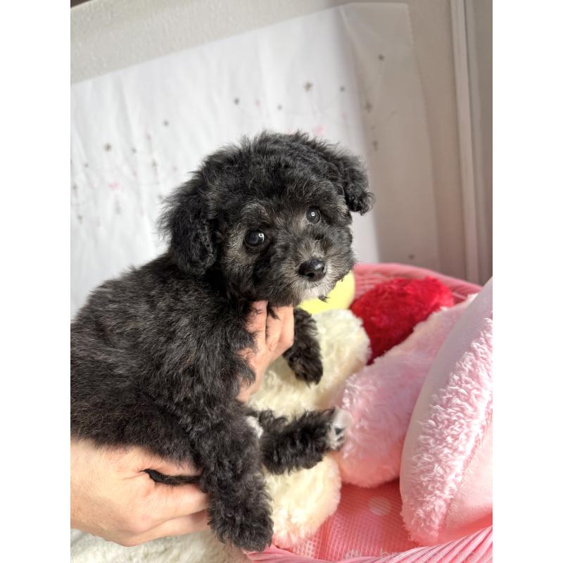 成約済の大阪府のタイニープードル-432544の11枚目