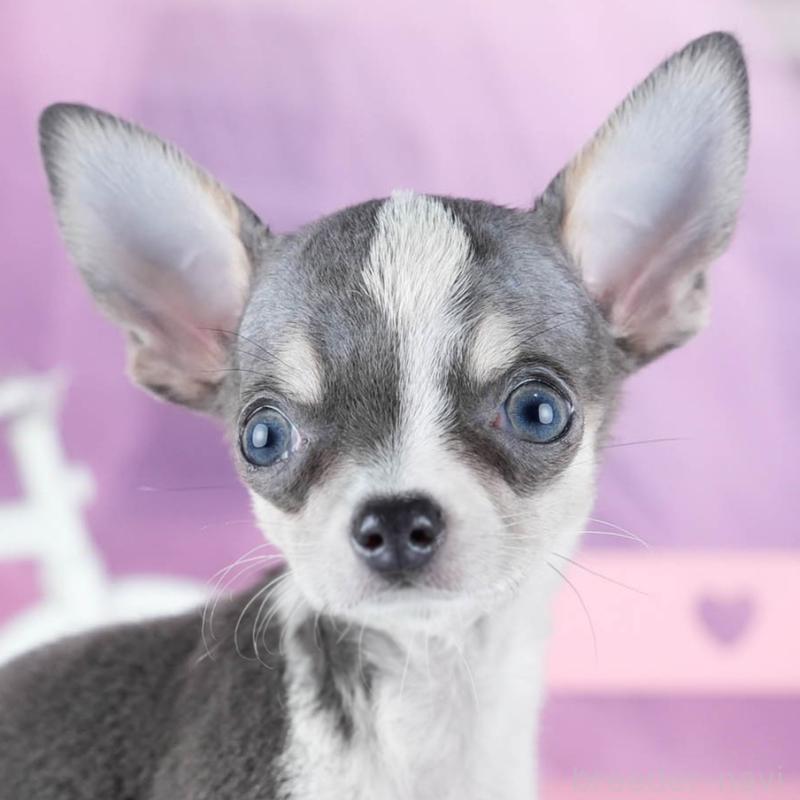 成約済の茨城県のチワワ(スムースコート)-435800の7枚目