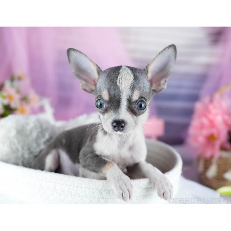 成約済の茨城県のチワワ(スムースコート)-435800の6枚目