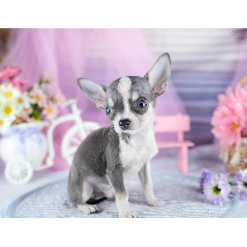 成約済の茨城県のチワワ(スムースコート)-435800の4枚目