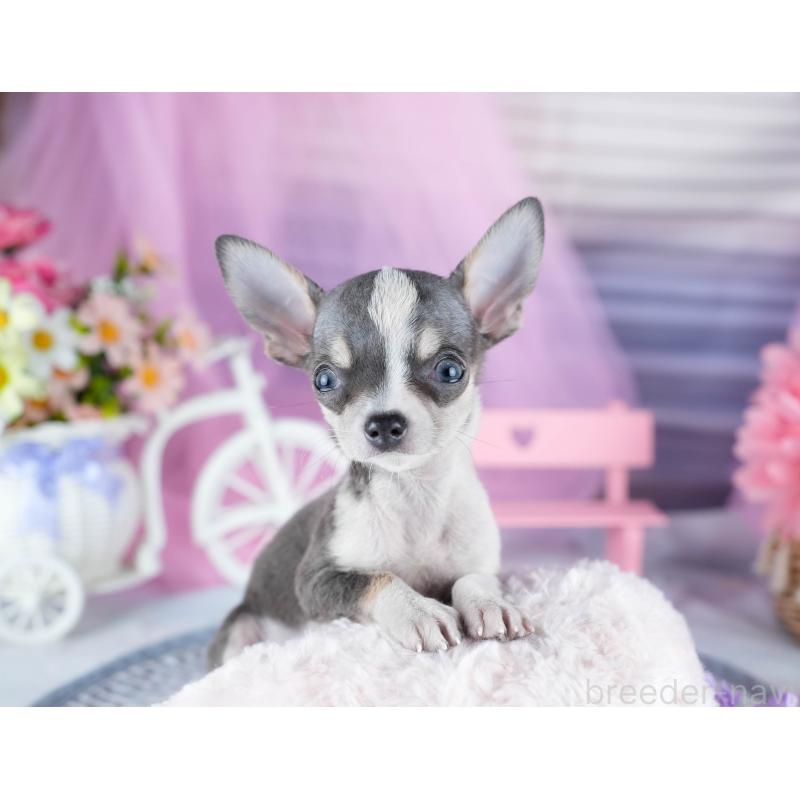 成約済の茨城県のチワワ(スムースコート)-435800の2枚目