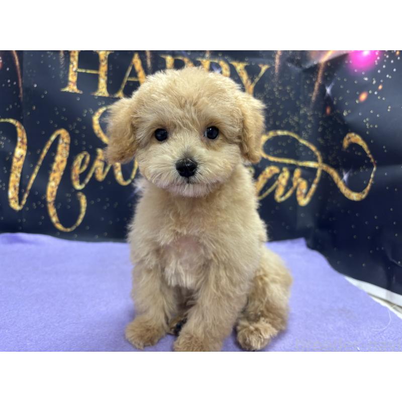 販売中の栃木県のティーカッププードル-424871