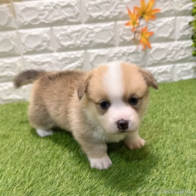 販売中の愛知県のウェルシュコーギーペンブローク-435802