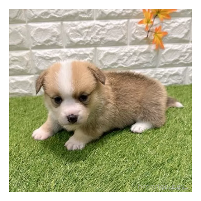 販売中の愛知県のウェルシュコーギーペンブローク-435802の5枚目