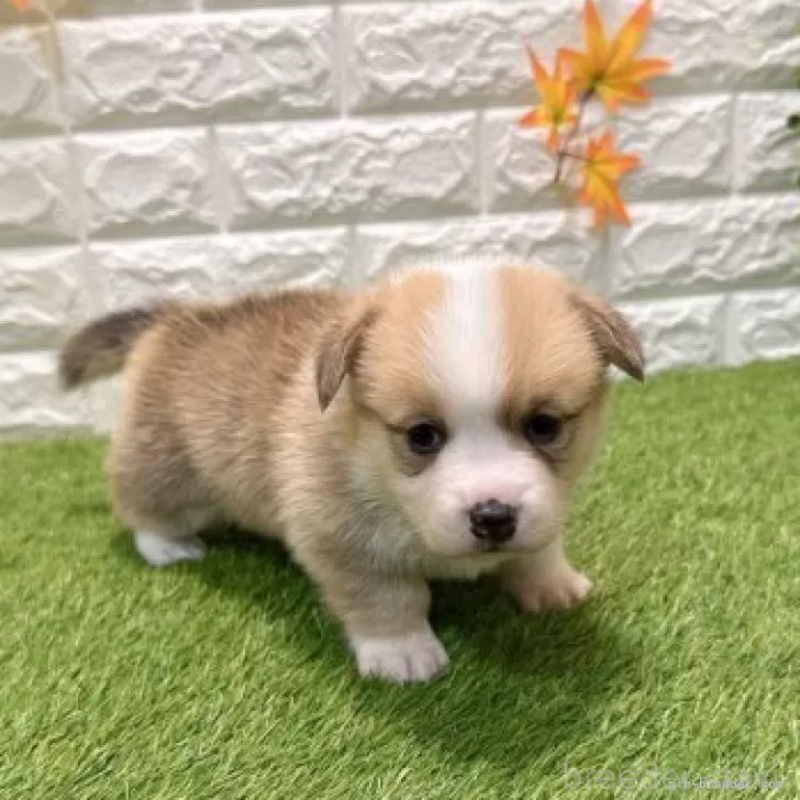 販売中の愛知県のウェルシュコーギーペンブローク-435802の4枚目