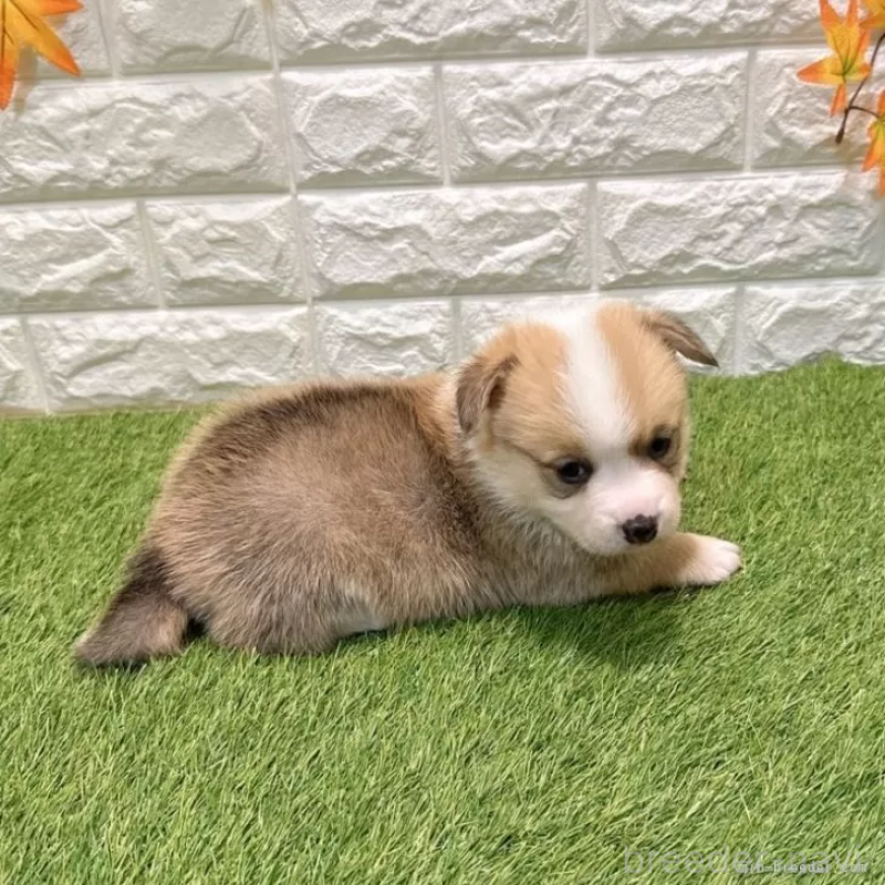 販売中の愛知県のウェルシュコーギーペンブローク-435802の3枚目