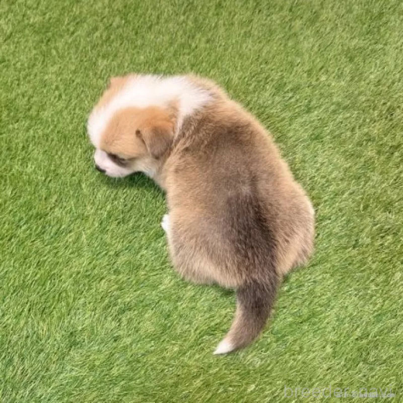 販売中の愛知県のウェルシュコーギーペンブローク-435802の2枚目