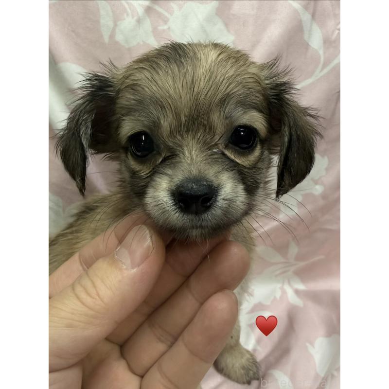 販売中の愛知県のチワックス:チワワ×ミニチュアダックスフンド-430158の9枚目