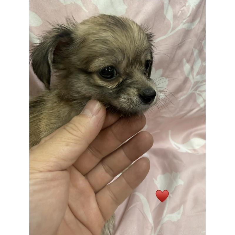 販売中の愛知県のチワックス:チワワ×ミニチュアダックスフンド-430158の8枚目