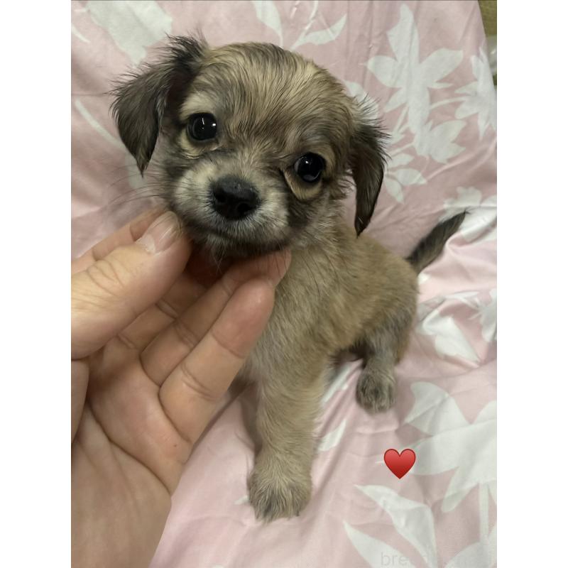 販売中の愛知県のチワックス:チワワ×ミニチュアダックスフンド-430158の7枚目