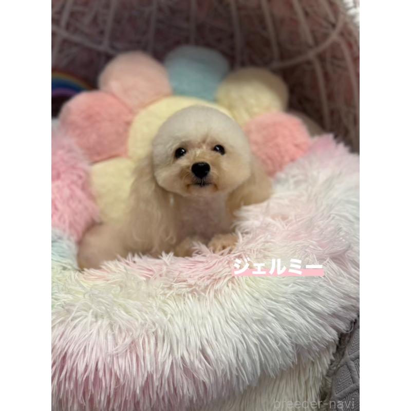 販売中の山形県のタイニープードル-435803の2枚目