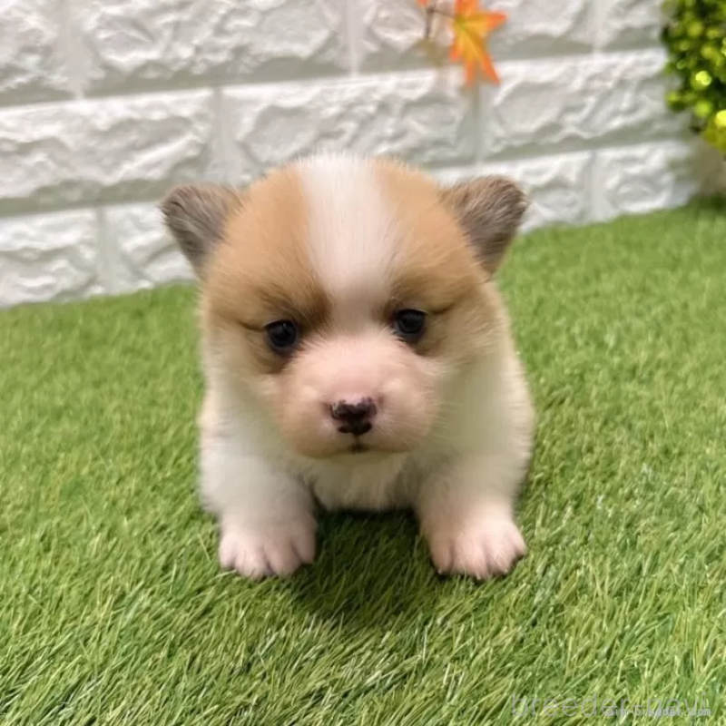 販売中の愛知県のウェルシュコーギーペンブローク-435804の1枚目