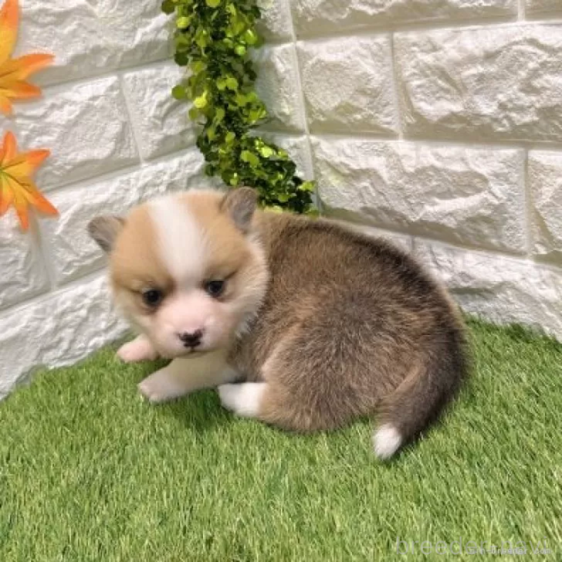 販売中の愛知県のウェルシュコーギーペンブローク-435804の5枚目