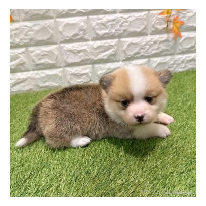 販売中の愛知県のウェルシュコーギーペンブローク-435804の4枚目