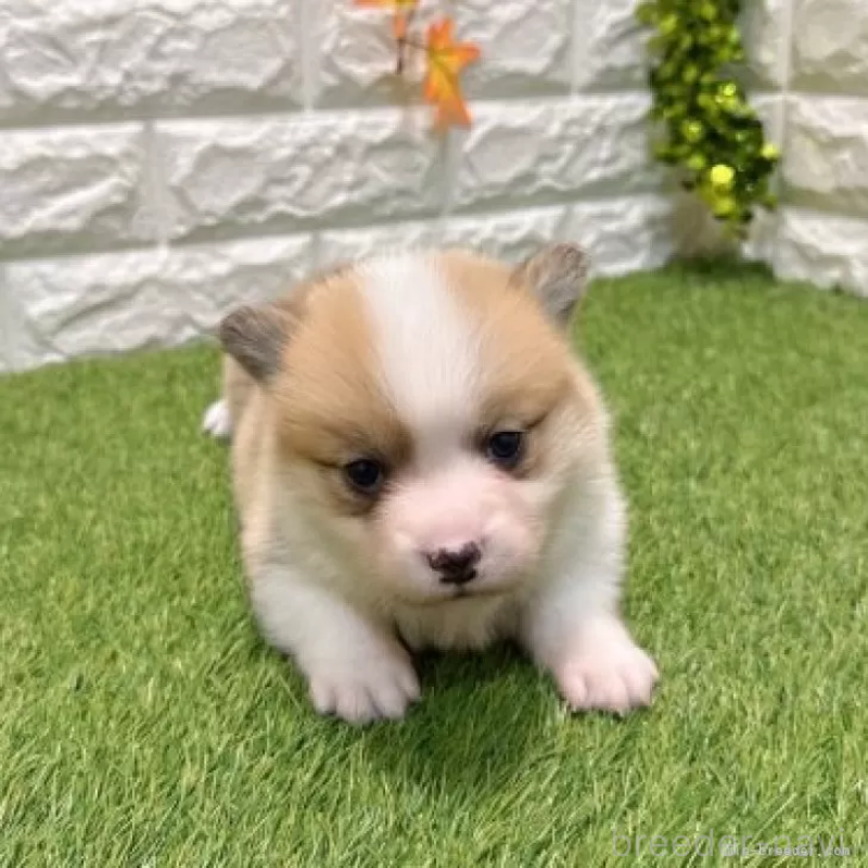 販売中の愛知県のウェルシュコーギーペンブローク-435804の3枚目