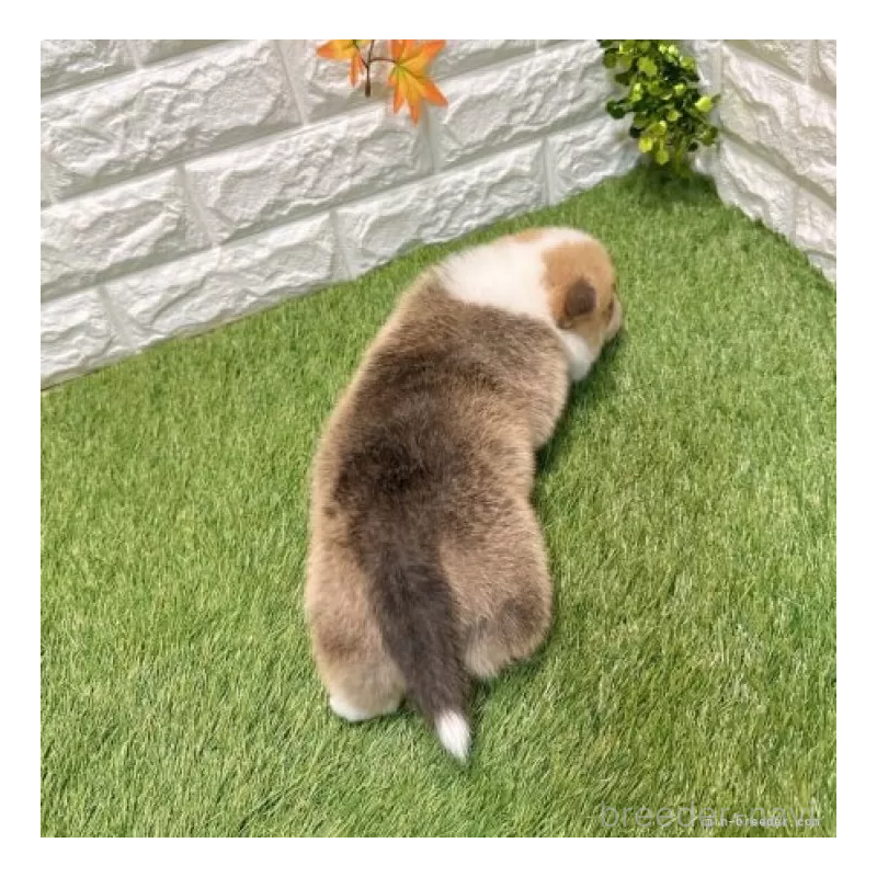 販売中の愛知県のウェルシュコーギーペンブローク-435804の2枚目