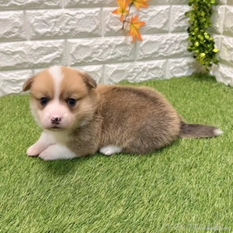 販売中の愛知県のウェルシュコーギーペンブローク-435806の5枚目