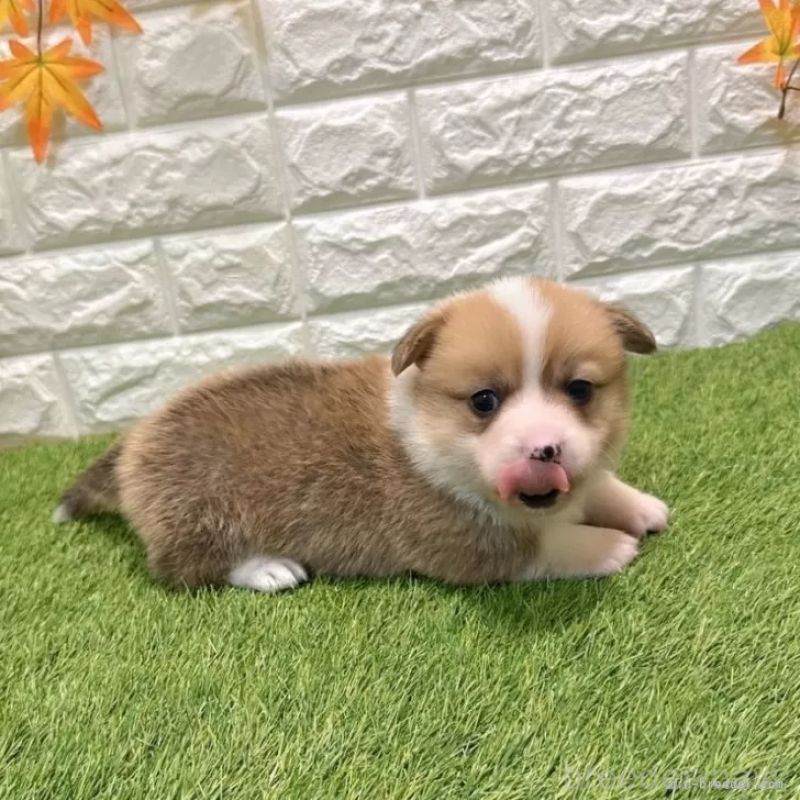 販売中の愛知県のウェルシュコーギーペンブローク-435806の4枚目