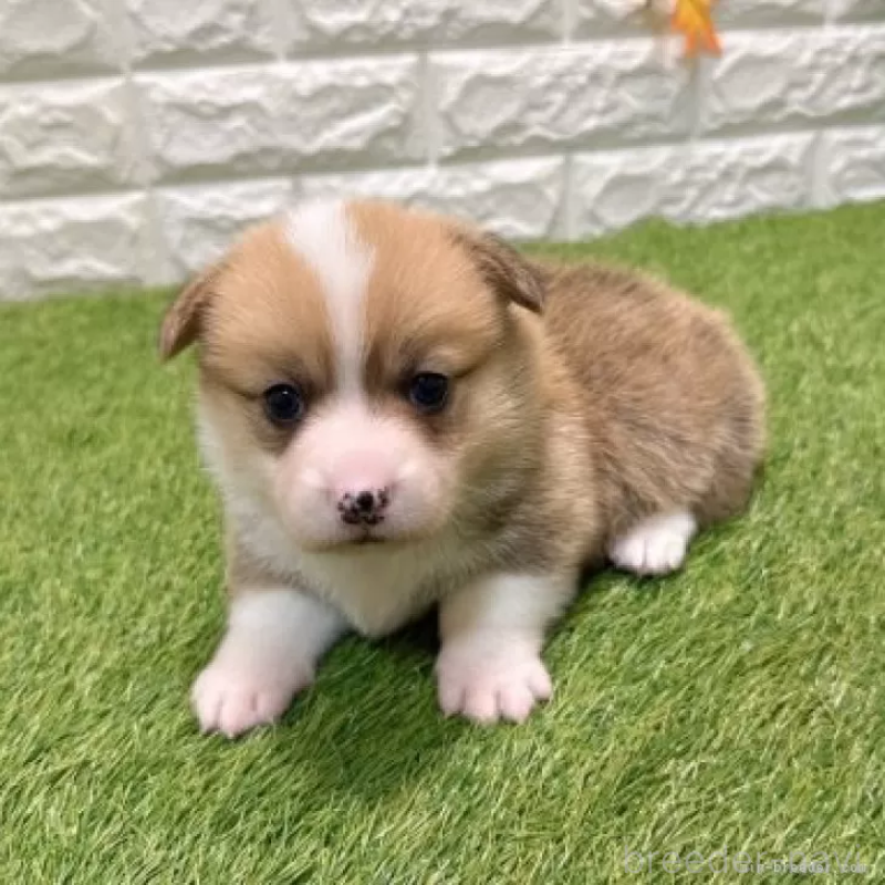 販売中の愛知県のウェルシュコーギーペンブローク-435806の3枚目