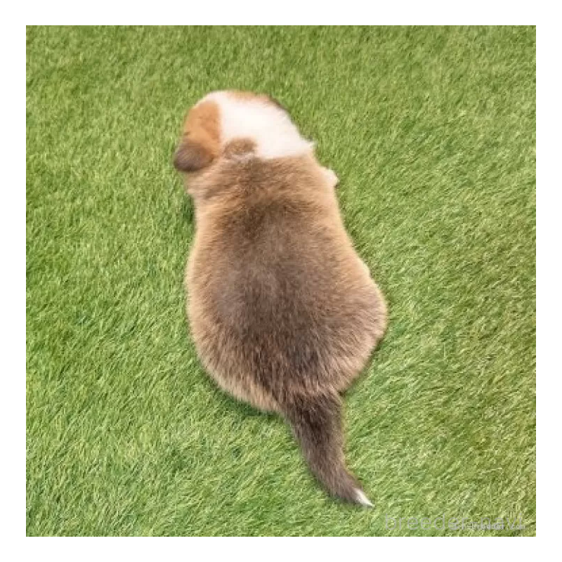 販売中の愛知県のウェルシュコーギーペンブローク-435806の2枚目