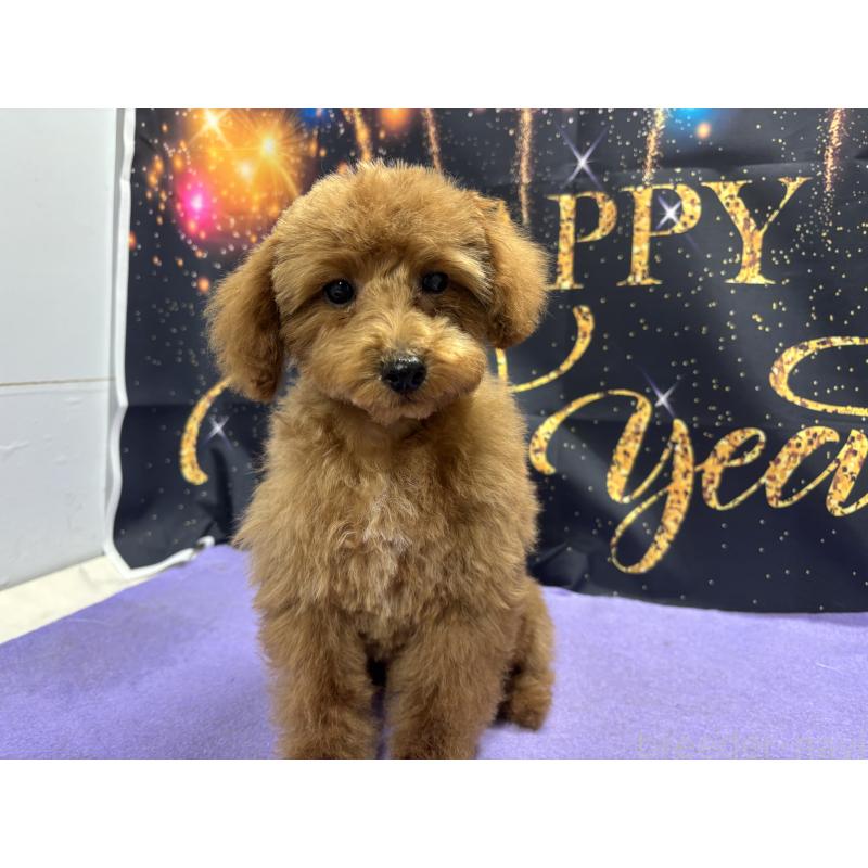 販売中の栃木県のタイニープードル-423582