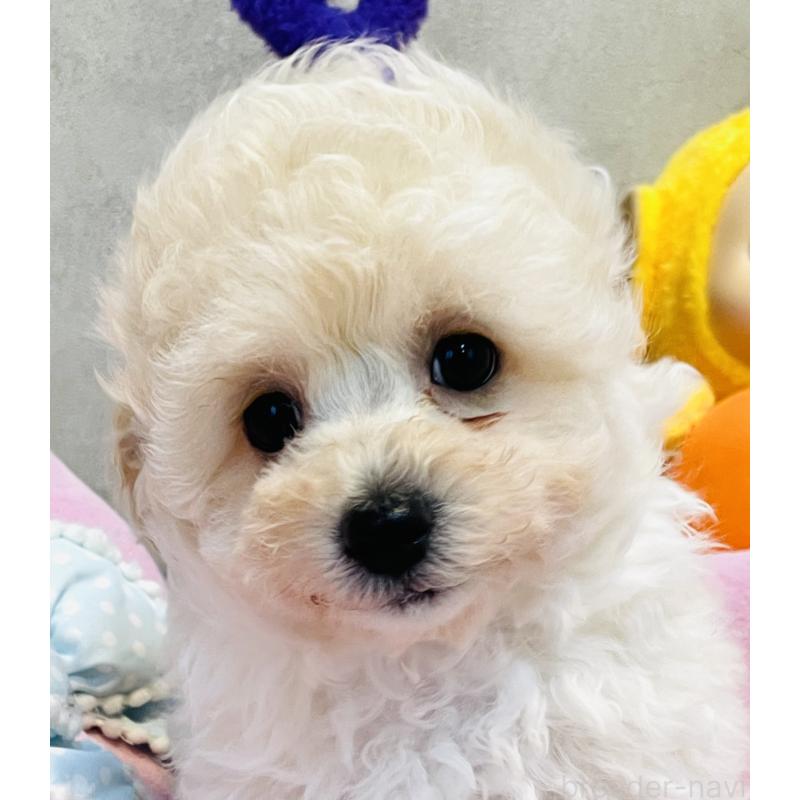 販売中の宮城県のチワプー:チワワ×トイプードル-435808の1枚目