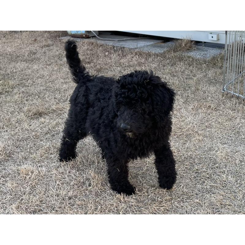 販売中の茨城県のスタンダードプードル-426748の6枚目