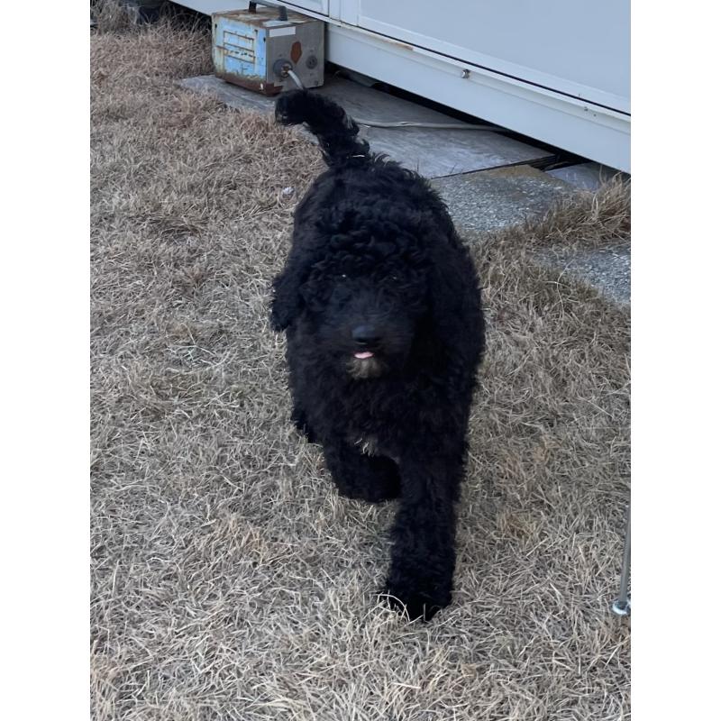 販売中の茨城県のスタンダードプードル-426748の5枚目