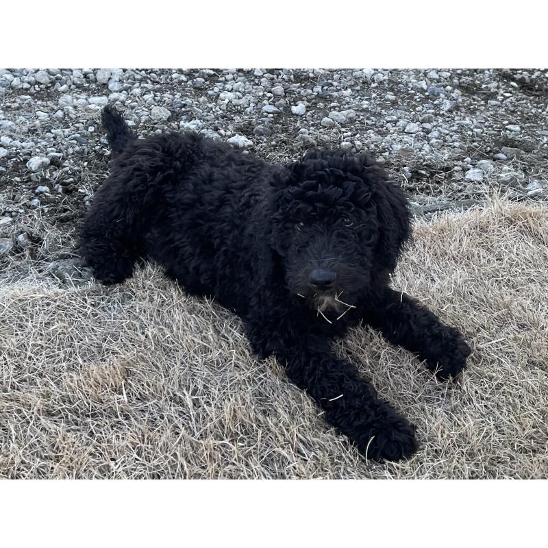 販売中の茨城県のスタンダードプードル-426748の4枚目